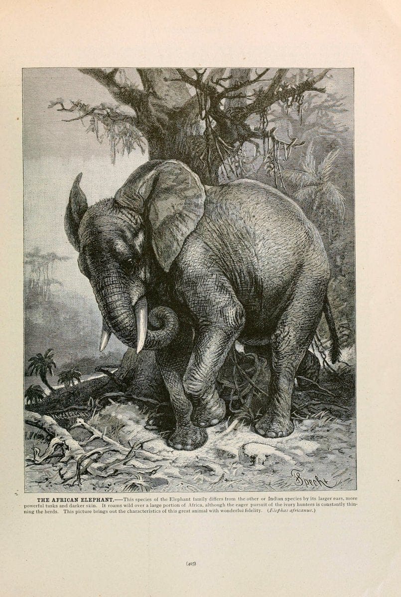 Brehm's Life of animals : Volume 1, MammaliaChicago :Marquis,1895. | "Animal behavior" Mammals  | Vintage Print Reproduction 463292