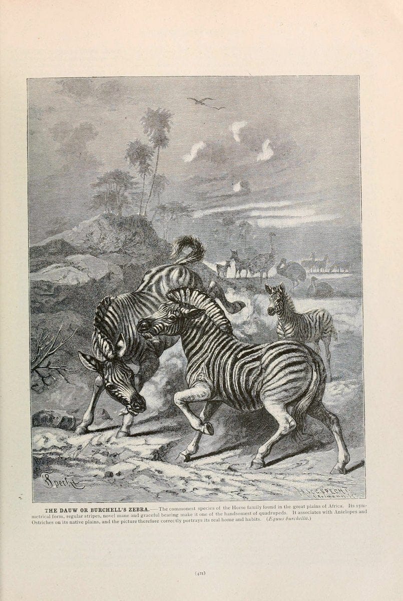 Brehm's Life of animals : Volume 1, MammaliaChicago :Marquis,1895. | "Animal behavior" Mammals  "taxonomy:genus=Equus quagga burchellii" | Vintage Print Reproduction 463293