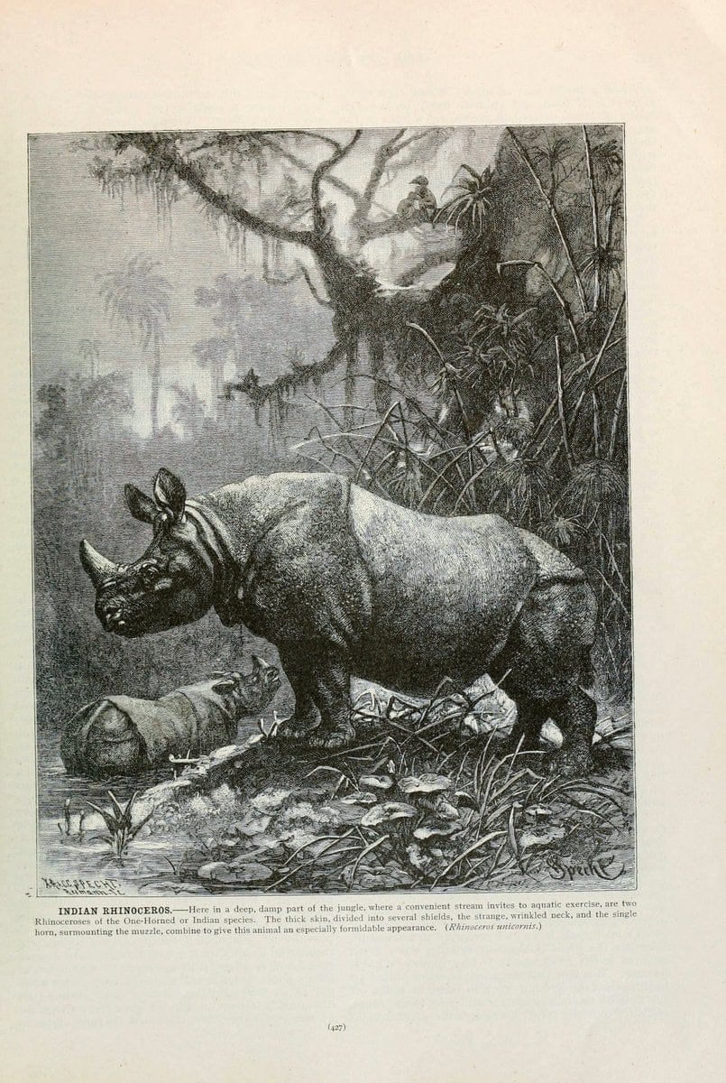 Brehm's Life of animals : Volume 1, MammaliaChicago :Marquis,1895. | "Animal behavior" Mammals  | Vintage Print Reproduction 463294