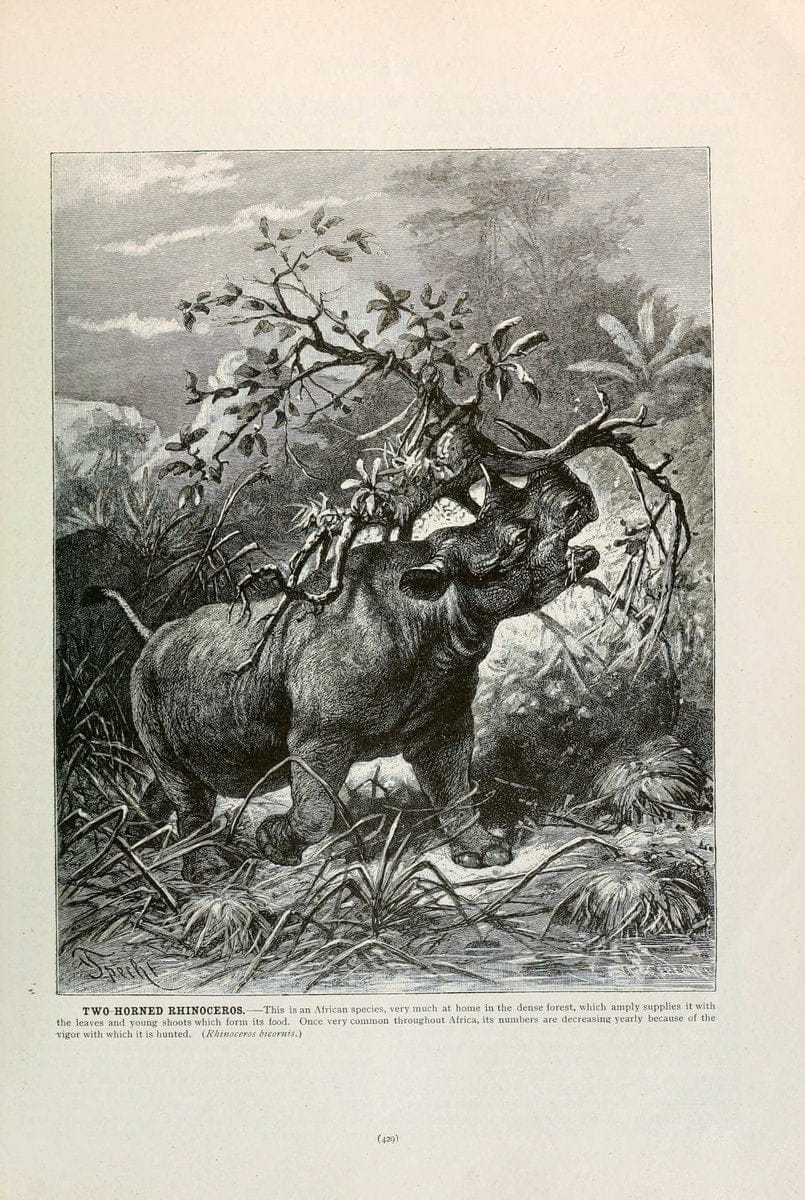 Brehm's Life of animals : Volume 1, MammaliaChicago :Marquis,1895. | "Animal behavior" Mammals  | Vintage Print Reproduction 463295