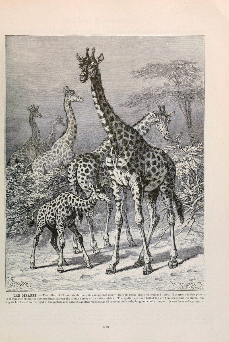 Brehm's Life of animals : Volume 1, MammaliaChicago :Marquis,1895. | "Animal behavior" Mammals  | Vintage Print Reproduction 463296