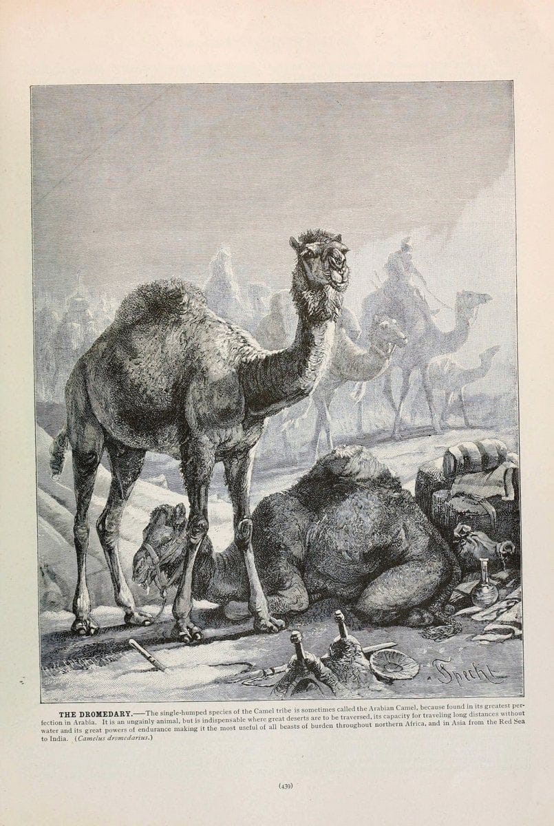 Brehm's Life of animals : Volume 1, MammaliaChicago :Marquis,1895. | "Animal behavior" Mammals  | Vintage Print Reproduction 463297