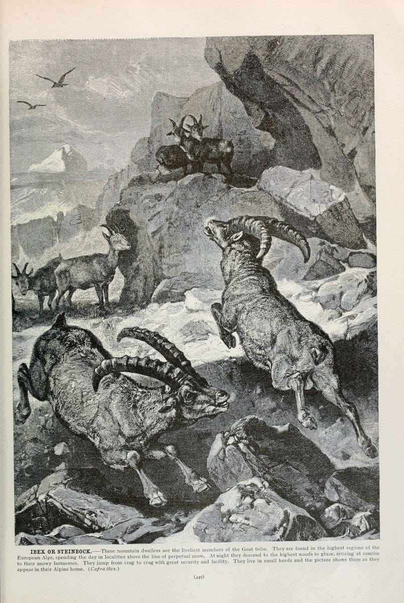 Brehm's Life of animals : Volume 1, MammaliaChicago :Marquis,1895. | "Animal behavior" Mammals  | Vintage Print Reproduction 463298