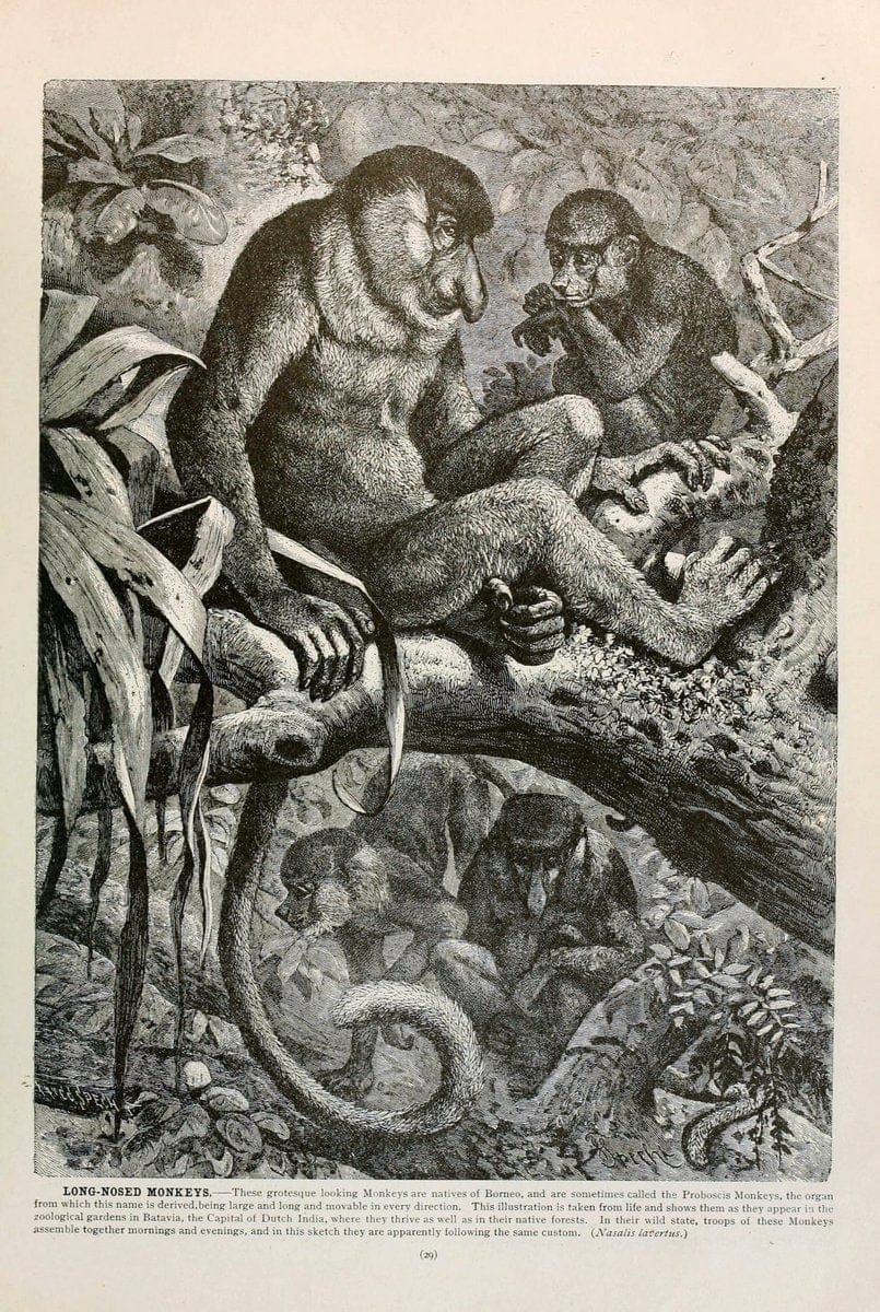 Brehm's Life of animals : Volume 1, MammaliaChicago :Marquis,1895. | "Animal behavior" Mammals  | Vintage Print Reproduction 463299