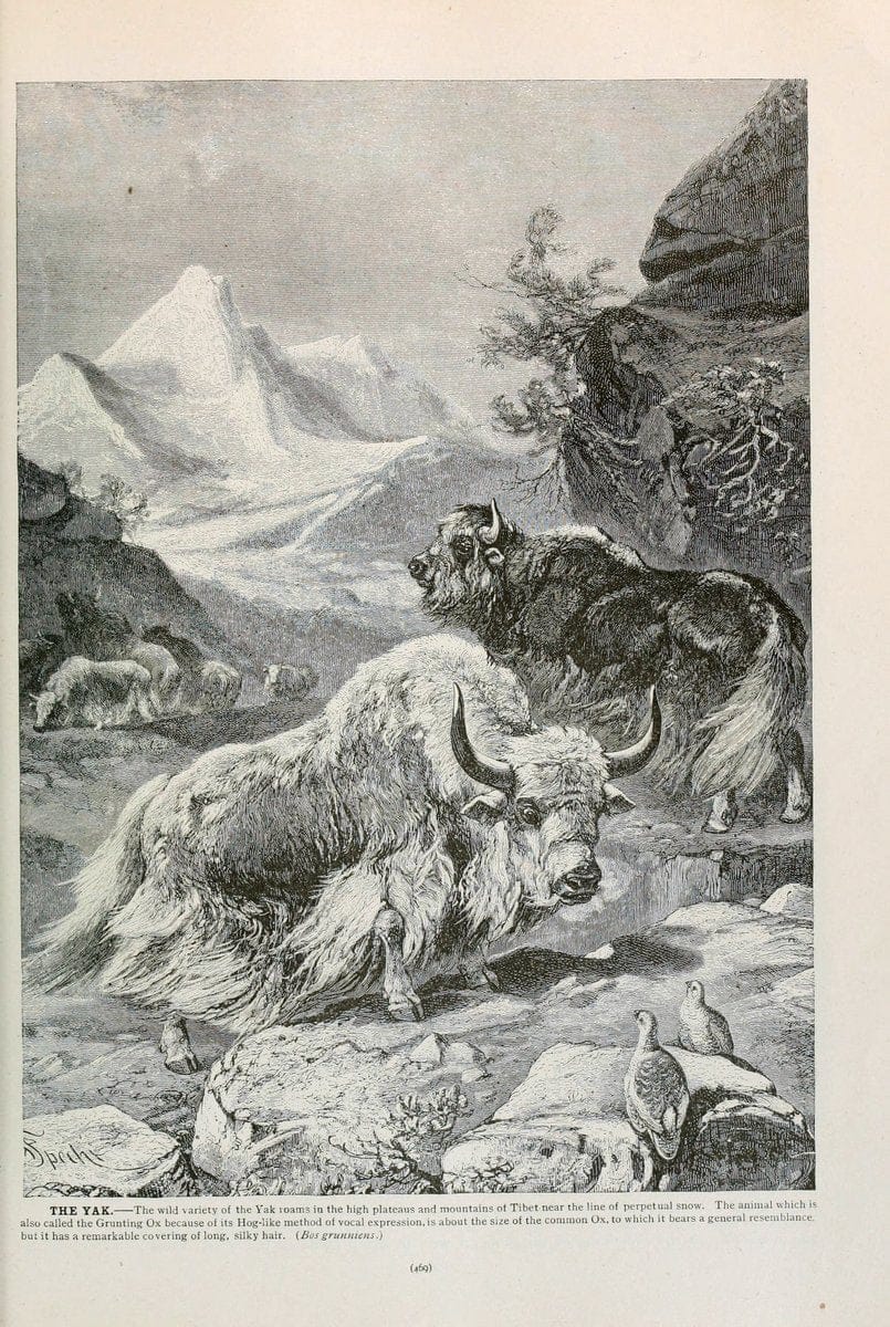 Brehm's Life of animals : Volume 1, MammaliaChicago :Marquis,1895. | "Animal behavior" Mammals  | Vintage Print Reproduction 463300