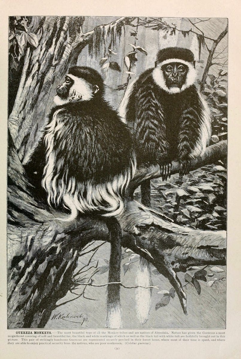 Brehm's Life of animals : Volume 1, MammaliaChicago :Marquis,1895. | "Animal behavior" Mammals  | Vintage Print Reproduction 463301