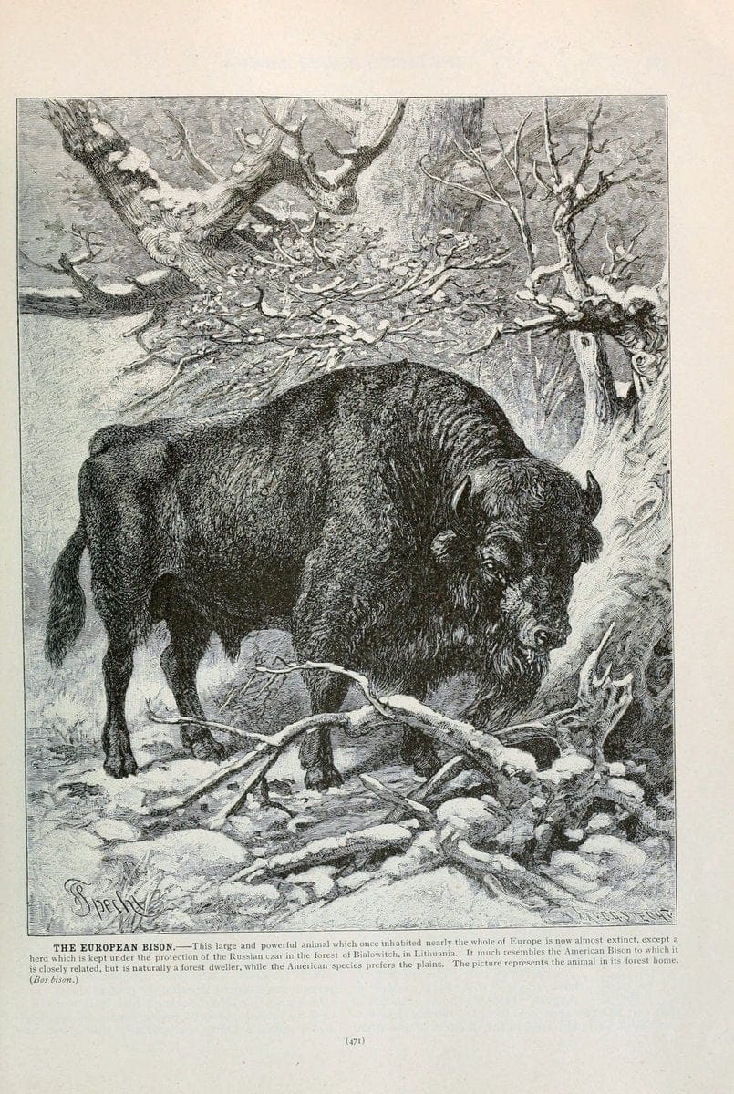 Brehm's Life of animals : Volume 1, MammaliaChicago :Marquis,1895. | "Animal behavior" Mammals  | Vintage Print Reproduction 463302