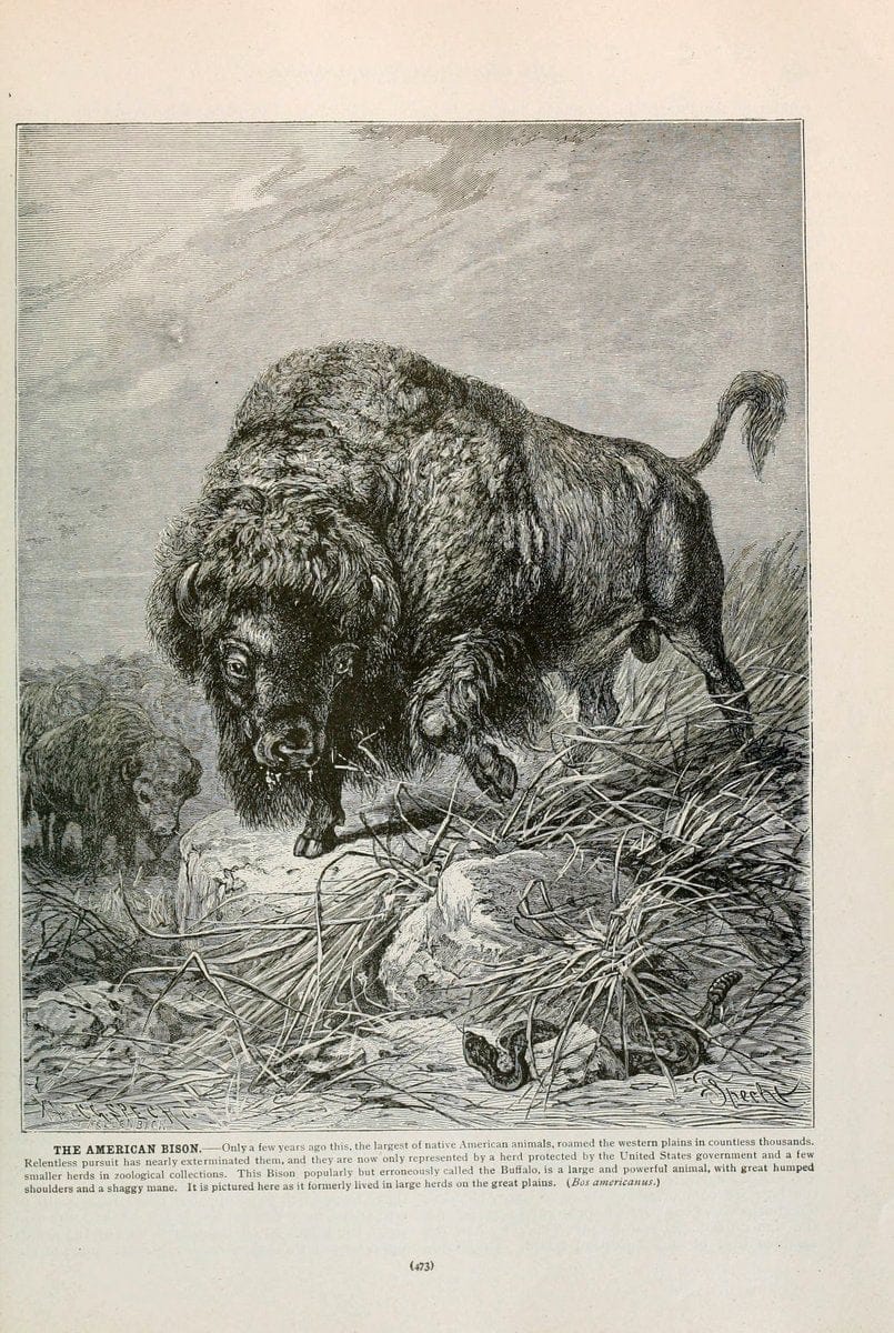 Brehm's Life of animals : Volume 1, MammaliaChicago :Marquis,1895. | "Animal behavior" Mammals  | Vintage Print Reproduction 463303