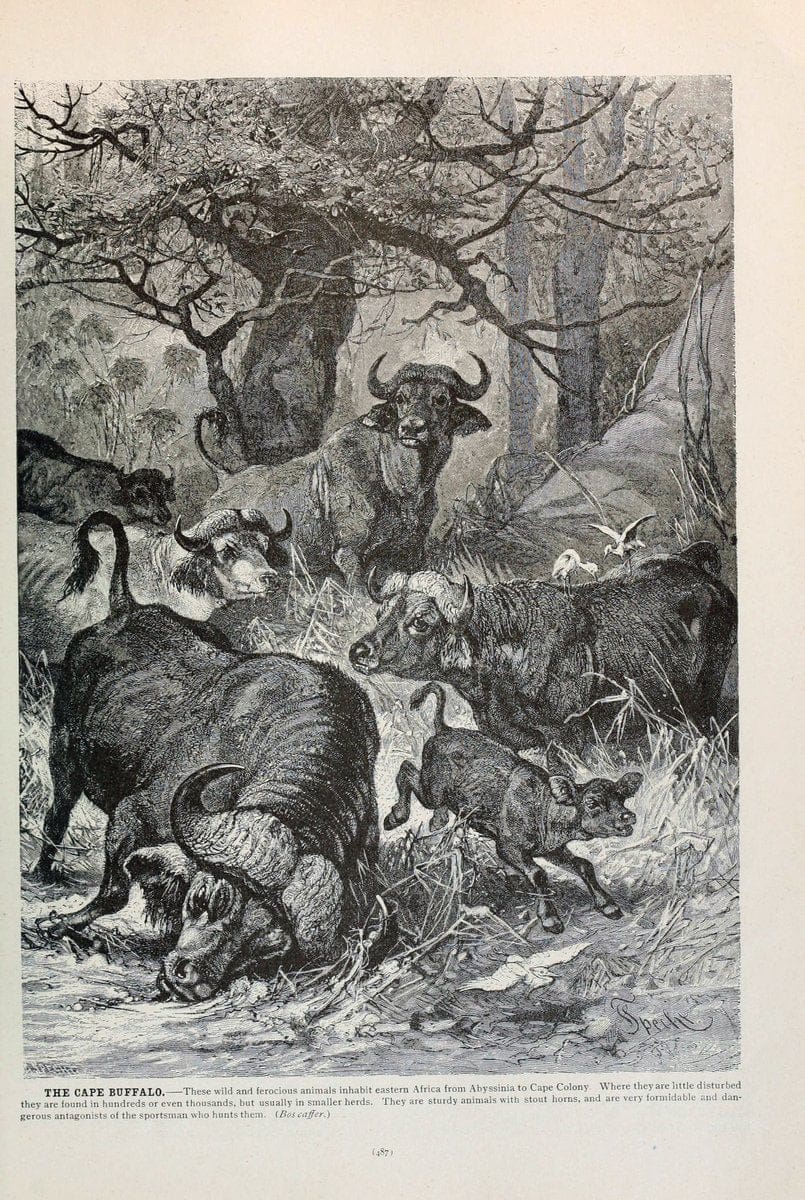 Brehm's Life of animals : Volume 1, MammaliaChicago :Marquis,1895. | "Animal behavior" Mammals  | Vintage Print Reproduction 463304