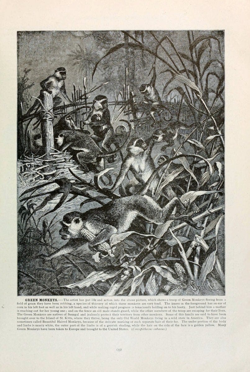 Brehm's Life of animals : Volume 1, MammaliaChicago :Marquis,1895. | "Animal behavior" Mammals  | Vintage Print Reproduction 463305