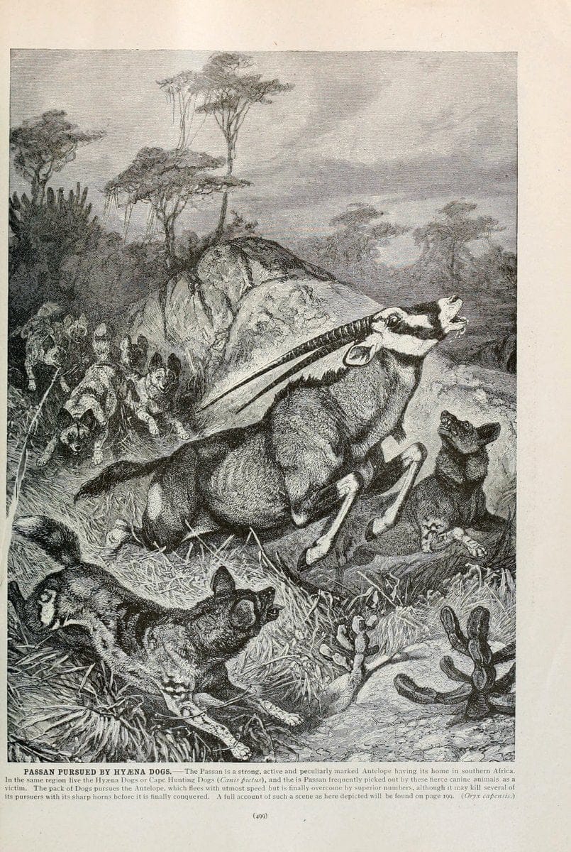 Brehm's Life of animals : Volume 1, MammaliaChicago :Marquis,1895. | "Animal behavior" Mammals  | Vintage Print Reproduction 463306