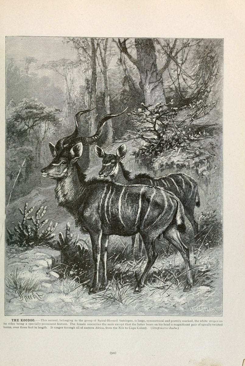 Brehm's Life of animals : Volume 1, MammaliaChicago :Marquis,1895. | "Animal behavior" Mammals  | Vintage Print Reproduction 463307