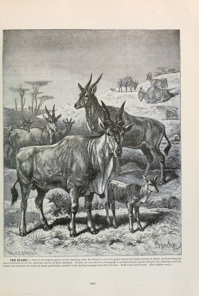 Brehm's Life of animals : Volume 1, MammaliaChicago :Marquis,1895. | "Animal behavior" Mammals  | Vintage Print Reproduction 463308