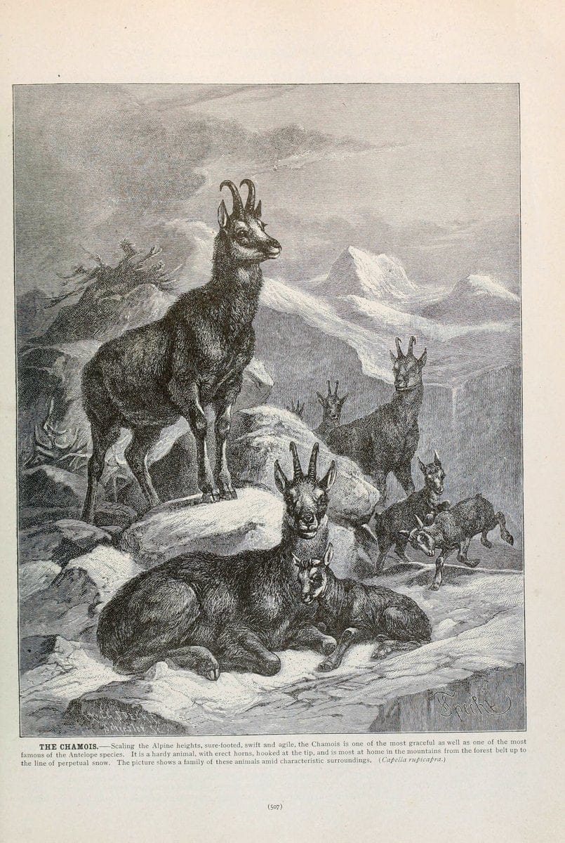 Brehm's Life of animals : Volume 1, MammaliaChicago :Marquis,1895. | "Animal behavior" Mammals  | Vintage Print Reproduction 463309