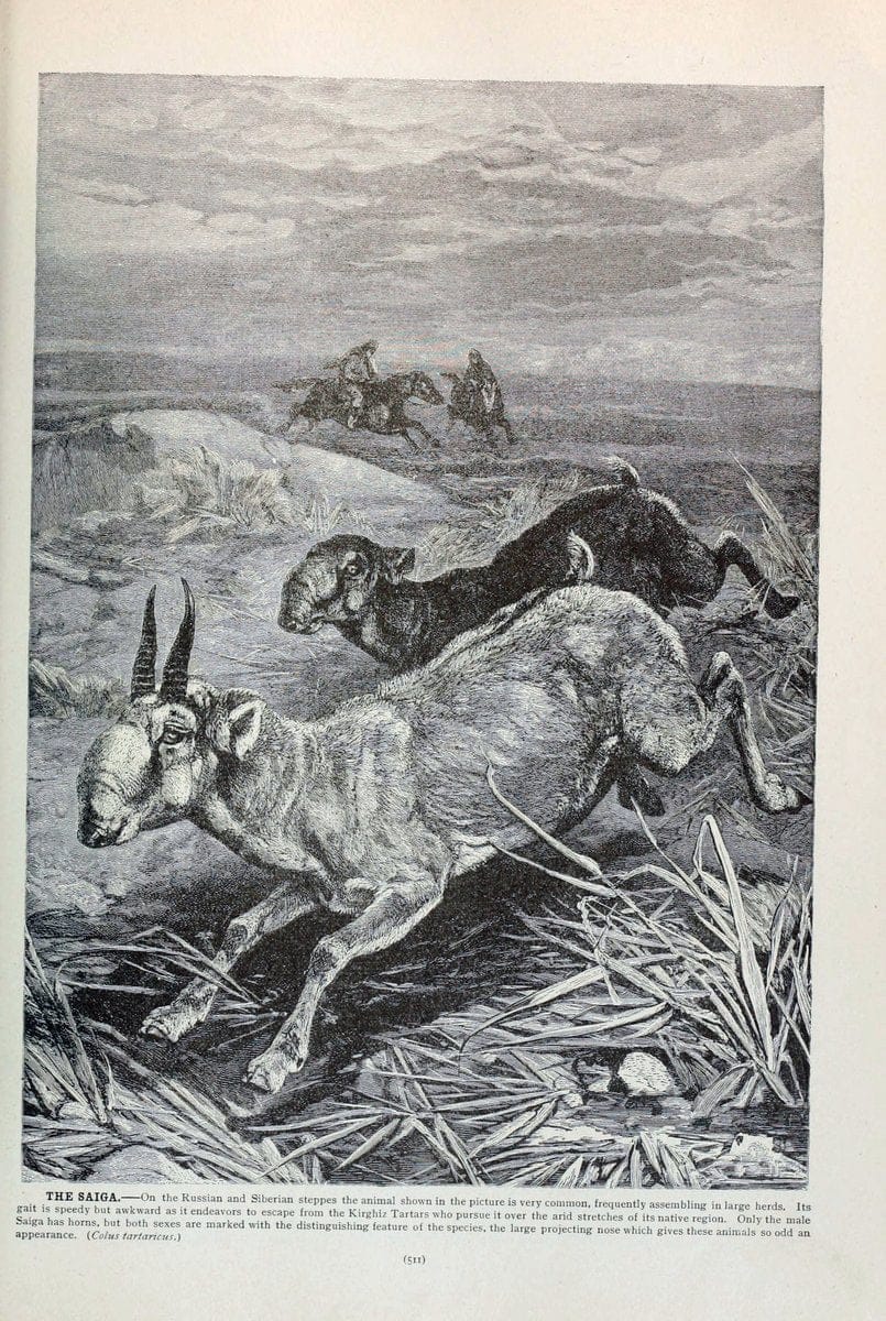 Brehm's Life of animals : Volume 1, MammaliaChicago :Marquis,1895. | "Animal behavior" Mammals  | Vintage Print Reproduction 463310