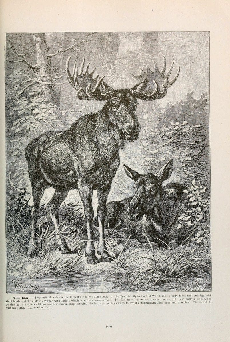 Brehm's Life of animals : Volume 1, MammaliaChicago :Marquis,1895. | "Animal behavior" Mammals  | Vintage Print Reproduction 463311