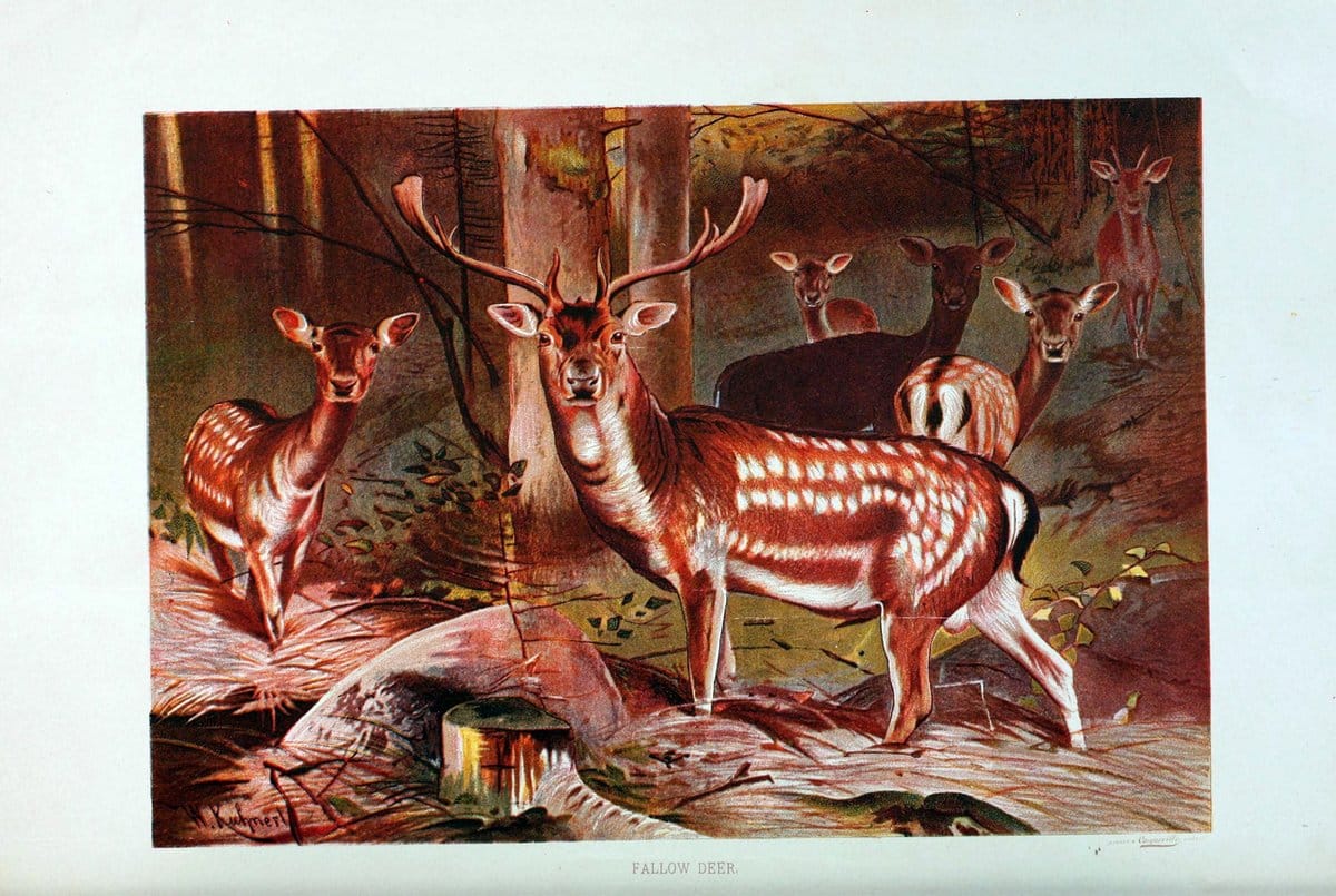 Brehm's Life of animals : Volume 1, MammaliaChicago :Marquis,1895. | "Animal behavior" Mammals  | Vintage Print Reproduction 463312