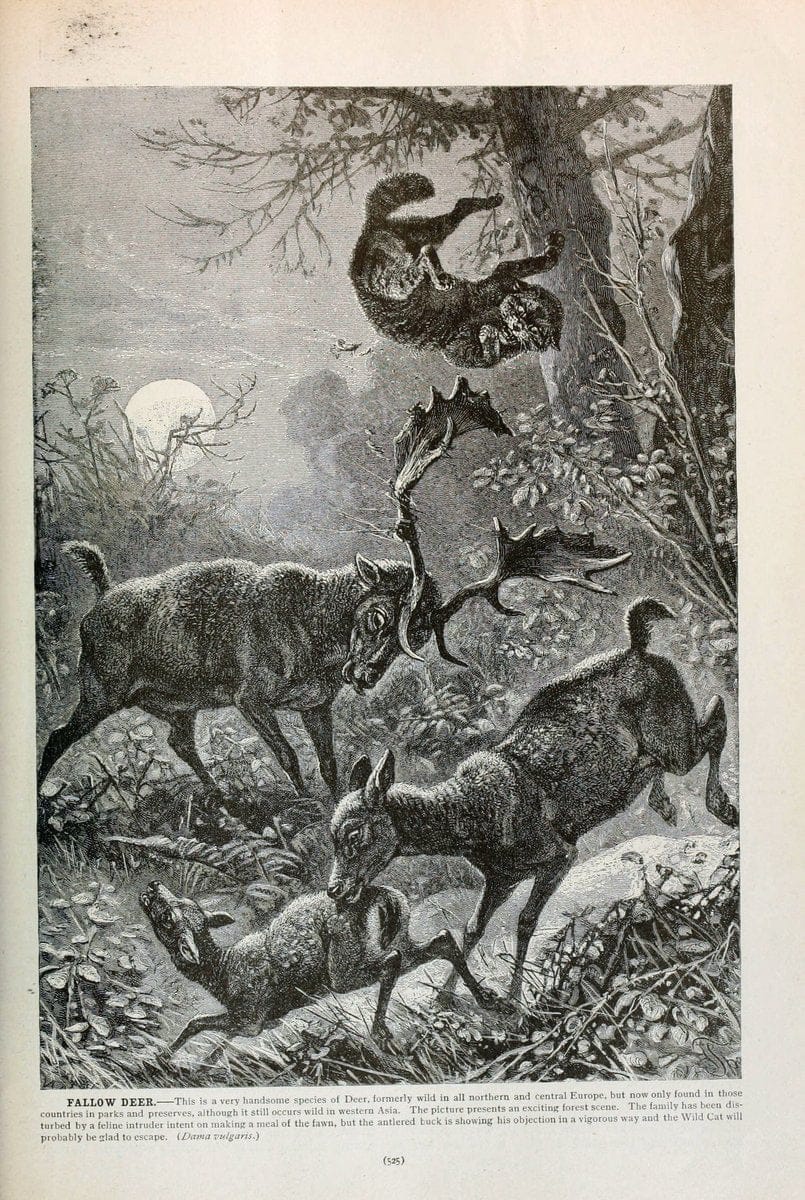 Brehm's Life of animals : Volume 1, MammaliaChicago :Marquis,1895. | "Animal behavior" Mammals  | Vintage Print Reproduction 463313