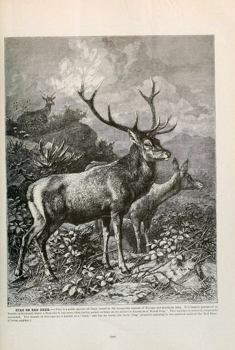 Brehm's Life of animals : Volume 1, MammaliaChicago :Marquis,1895. | "Animal behavior" Mammals  "taxonomy:binomial=Cervus elaphus" | Vintage Print Reproduction 463314