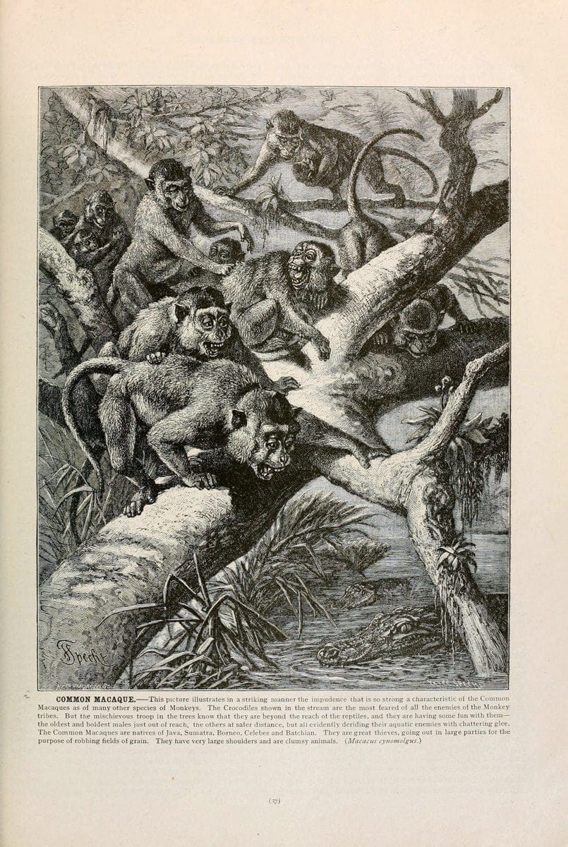 Brehm's Life of animals : Volume 1, MammaliaChicago :Marquis,1895. | "Animal behavior" Mammals  | Vintage Print Reproduction 463315