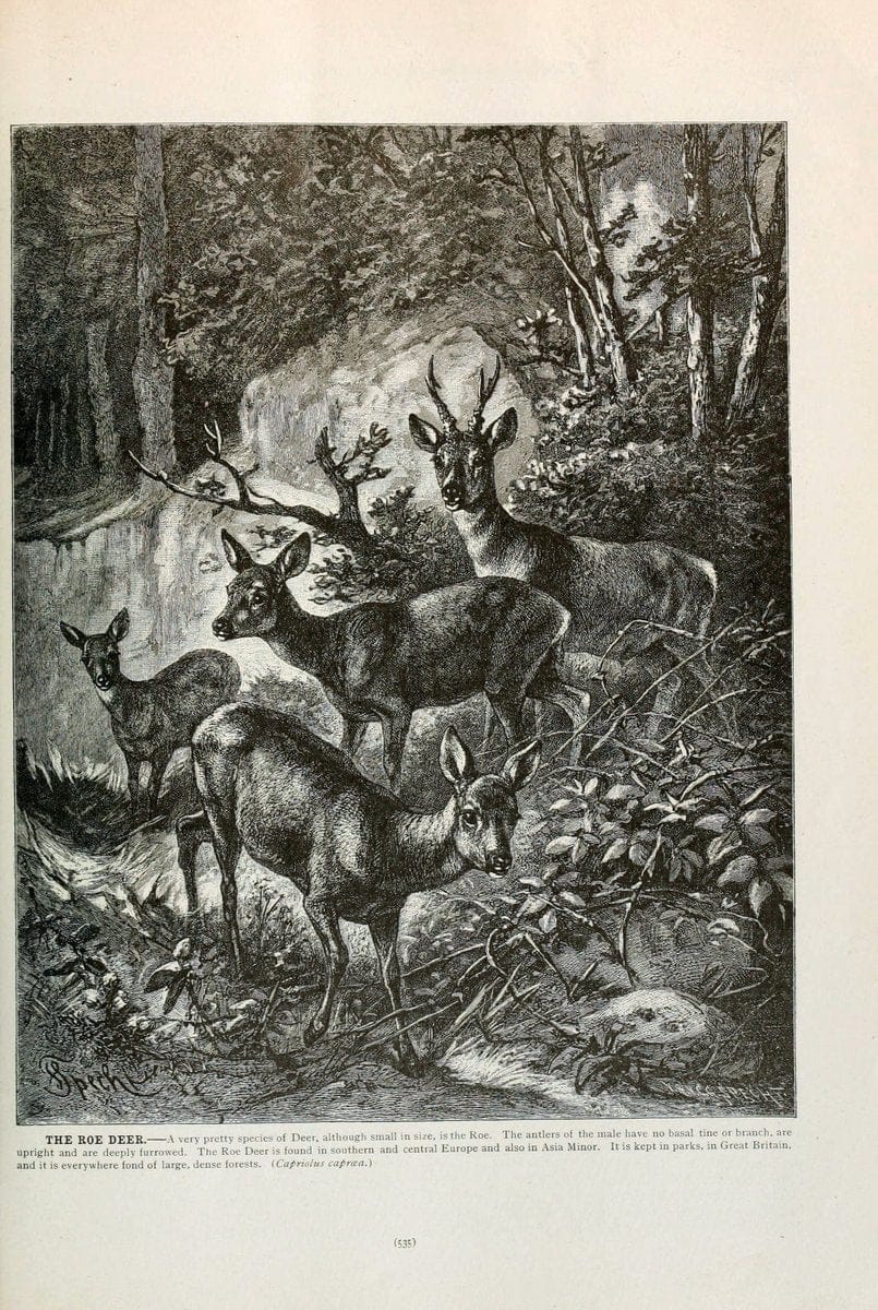 Brehm's Life of animals : Volume 1, MammaliaChicago :Marquis,1895. | "Animal behavior" Mammals  | Vintage Print Reproduction 463316