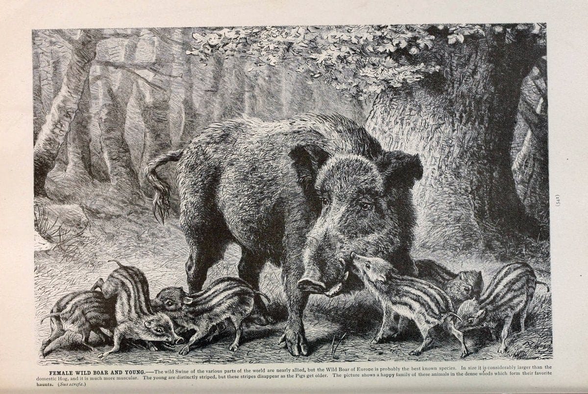 Brehm's Life of animals : Volume 1, MammaliaChicago :Marquis,1895. | "Animal behavior" Mammals  | Vintage Print Reproduction 463317