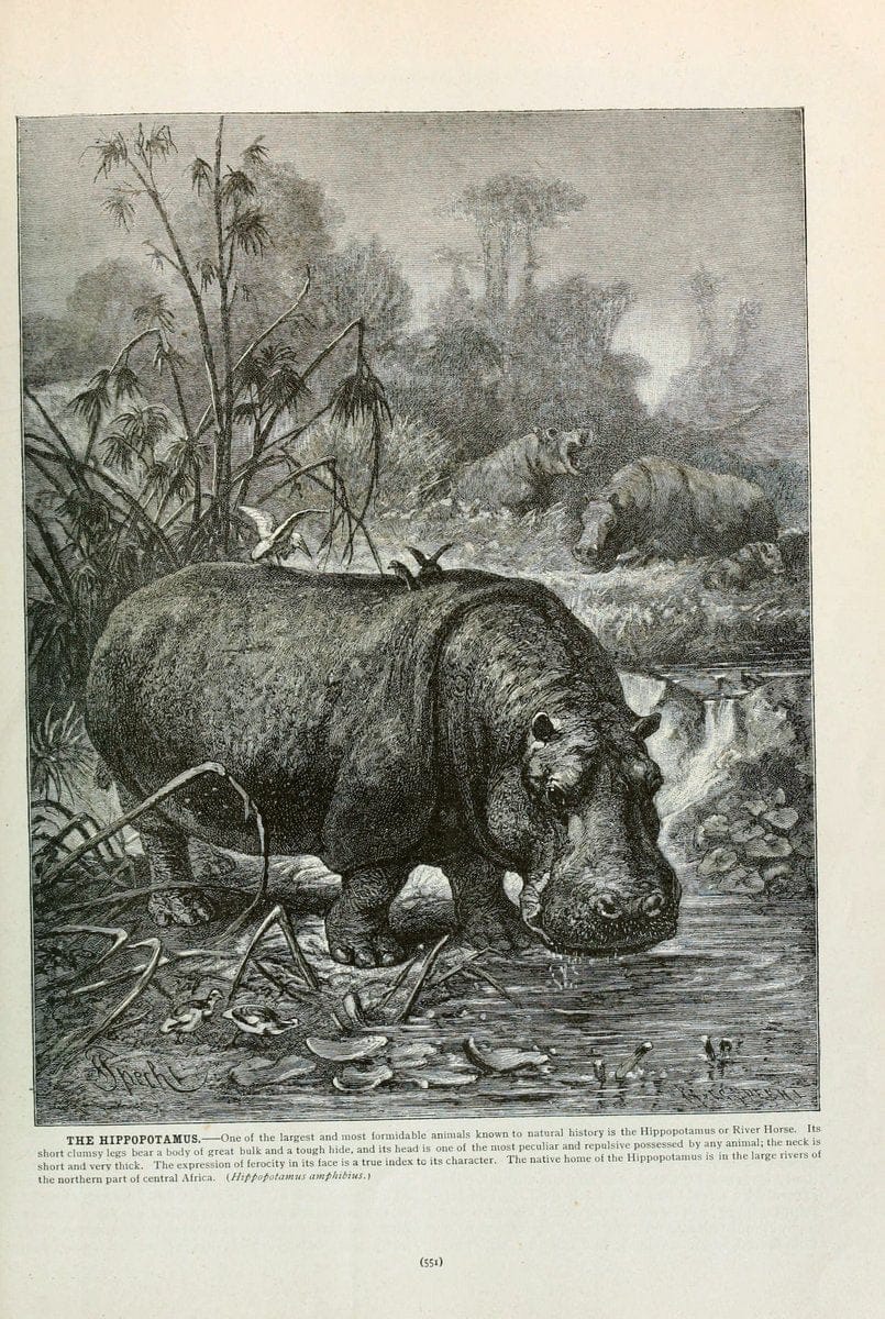 Brehm's Life of animals : Volume 1, MammaliaChicago :Marquis,1895. | "Animal behavior" Mammals  | Vintage Print Reproduction 463318