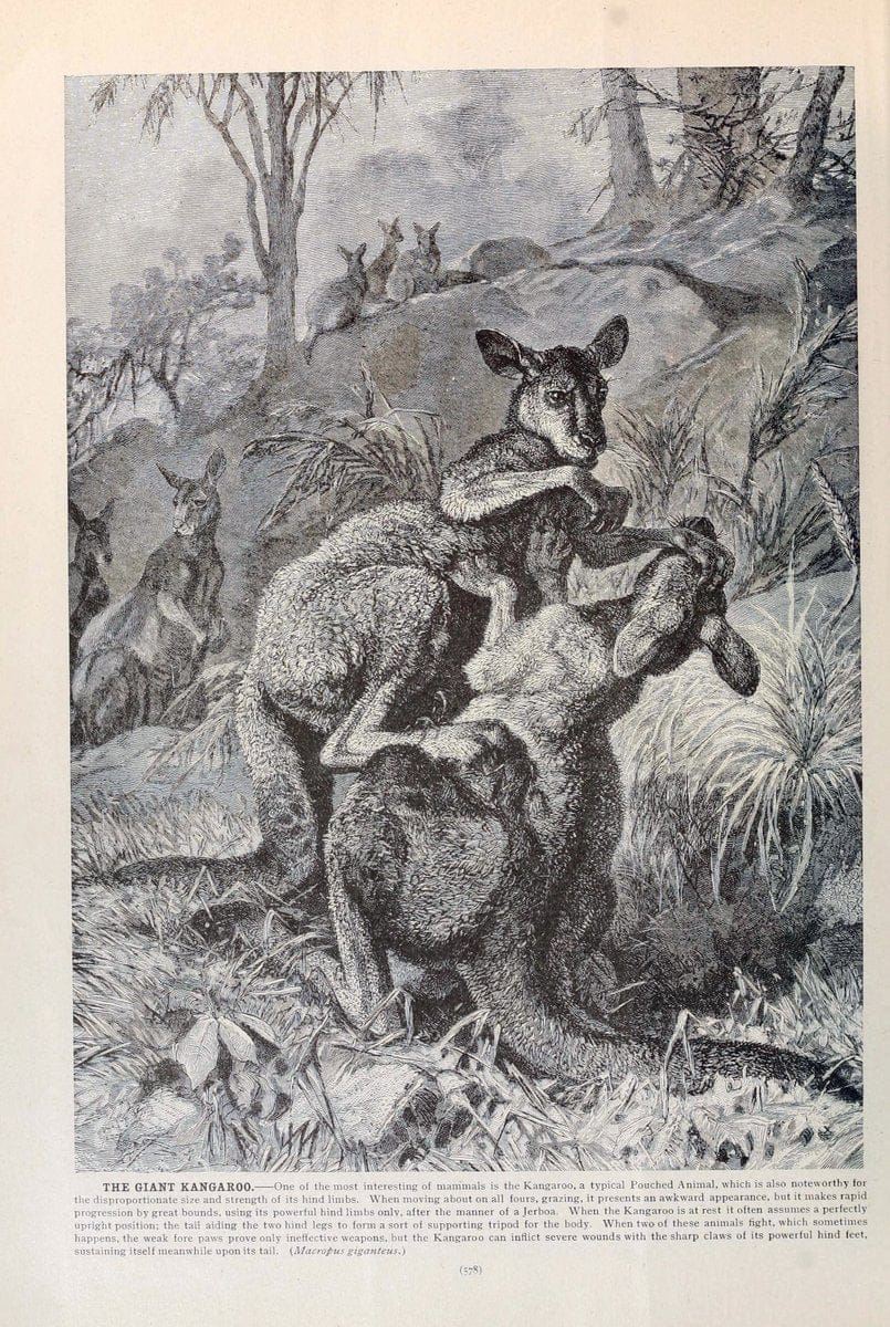 Brehm's Life of animals : Volume 1, MammaliaChicago :Marquis,1895. | "Animal behavior" Mammals  | Vintage Print Reproduction 463321