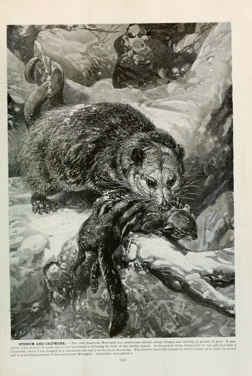 Brehm's Life of animals : Volume 1, MammaliaChicago :Marquis,1895. | "Animal behavior" Mammals  | Vintage Print Reproduction 463322
