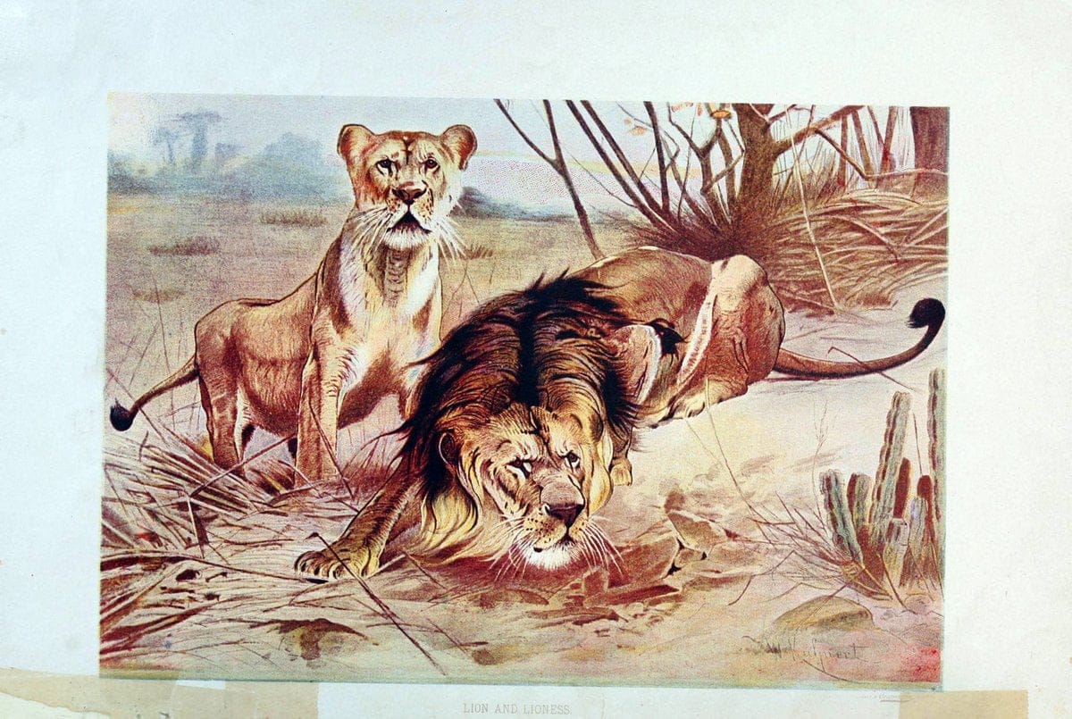 Brehm's Life of animals : Volume 1, MammaliaChicago :Marquis,1895. | "Animal behavior" Mammals  "taxonomy:binomial=Panthera leo" | Vintage Print Reproduction 463323