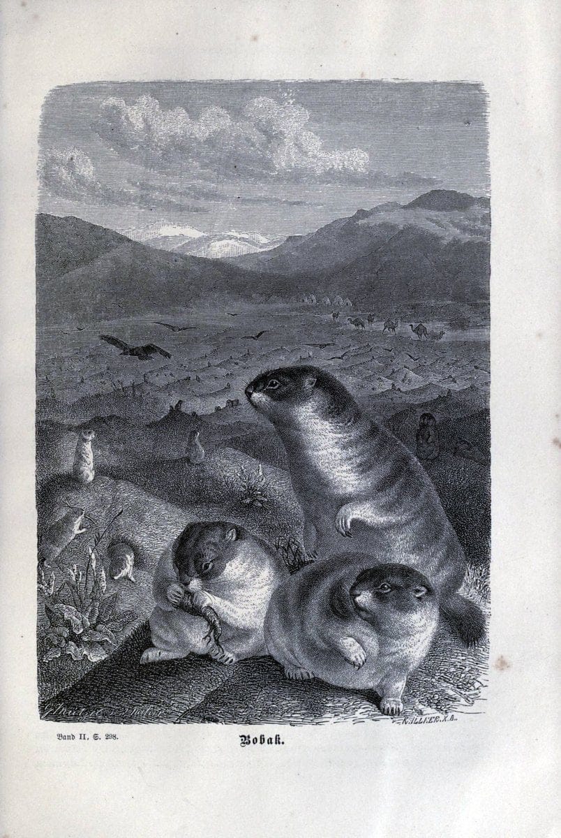 Brehms thierleben, allgemeine kunde des thierreichs. Leipzig :Verlag des Bibliographischen instituts,1876-1879.  | "Animal behavior" Zoology  | Vintage Print Reproduction 463324