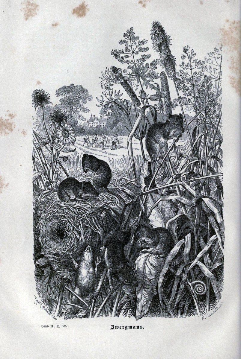 Brehms thierleben, allgemeine kunde des thierreichs. Leipzig :Verlag des Bibliographischen instituts,1876-1879.  | "Animal behavior" Zoology  | Vintage Print Reproduction 463325