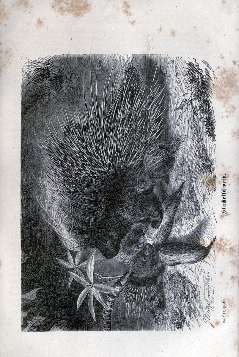Brehms thierleben, allgemeine kunde des thierreichs. Leipzig :Verlag des Bibliographischen instituts,1876-1879.  | "Animal behavior" Zoology  | Vintage Print Reproduction 463326