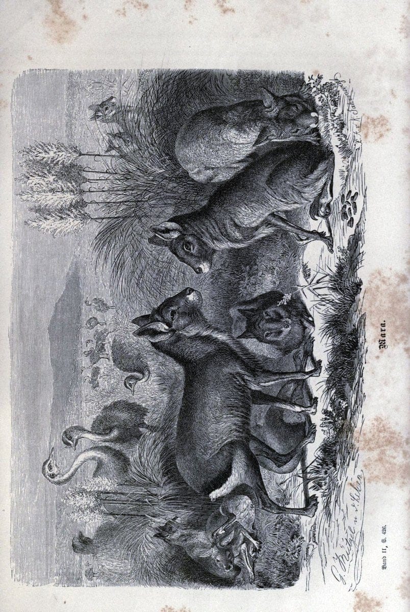 Brehms thierleben, allgemeine kunde des thierreichs. Leipzig :Verlag des Bibliographischen instituts,1876-1879.  | "Animal behavior" Zoology  | Vintage Print Reproduction 463327