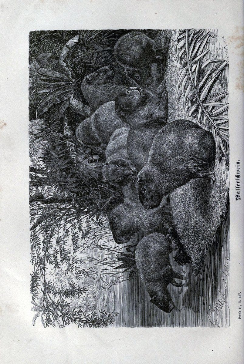 Brehms thierleben, allgemeine kunde des thierreichs. Leipzig :Verlag des Bibliographischen instituts,1876-1879.  | "Animal behavior" Zoology  | Vintage Print Reproduction 463328