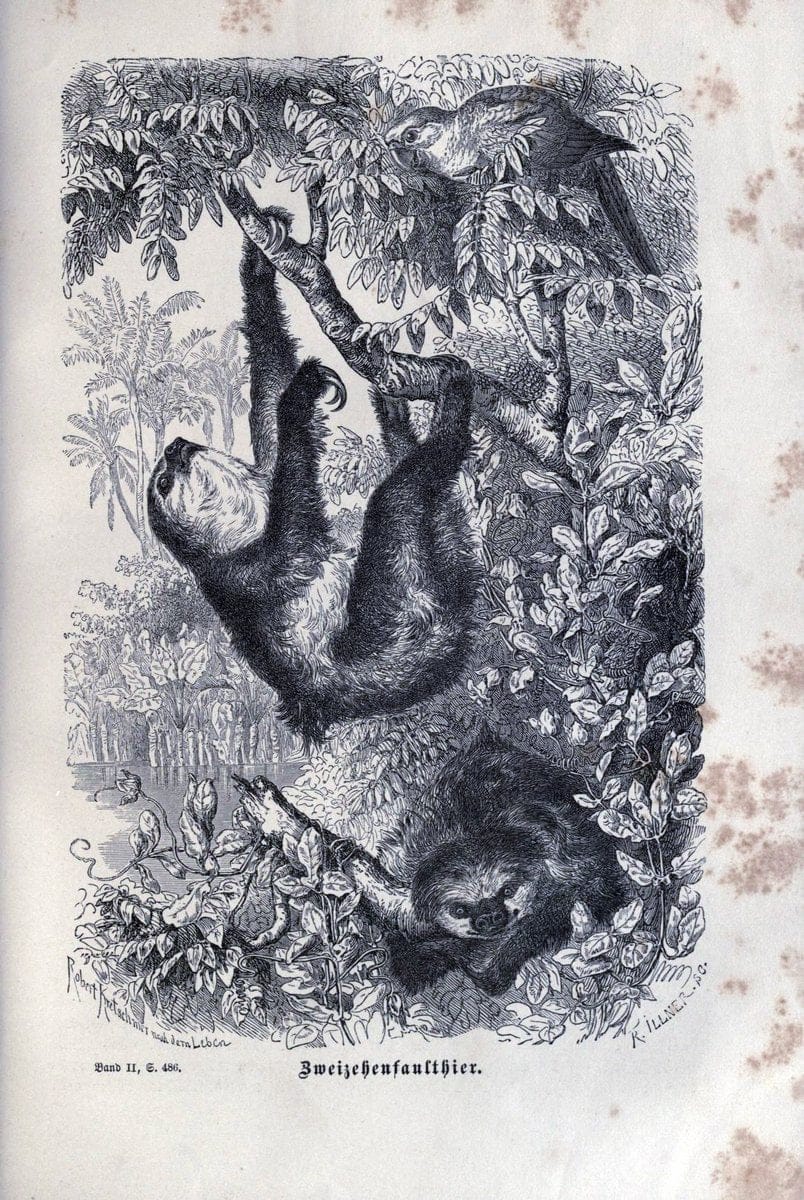 Brehms thierleben, allgemeine kunde des thierreichs. Leipzig :Verlag des Bibliographischen instituts,1876-1879.  | "Animal behavior" Zoology  | Vintage Print Reproduction 463329