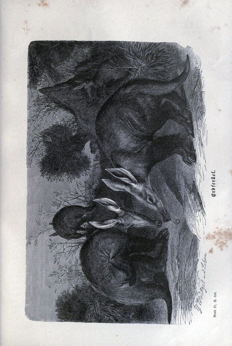 Brehms thierleben, allgemeine kunde des thierreichs. Leipzig :Verlag des Bibliographischen instituts,1876-1879.  | "Animal behavior" Zoology  | Vintage Print Reproduction 463330