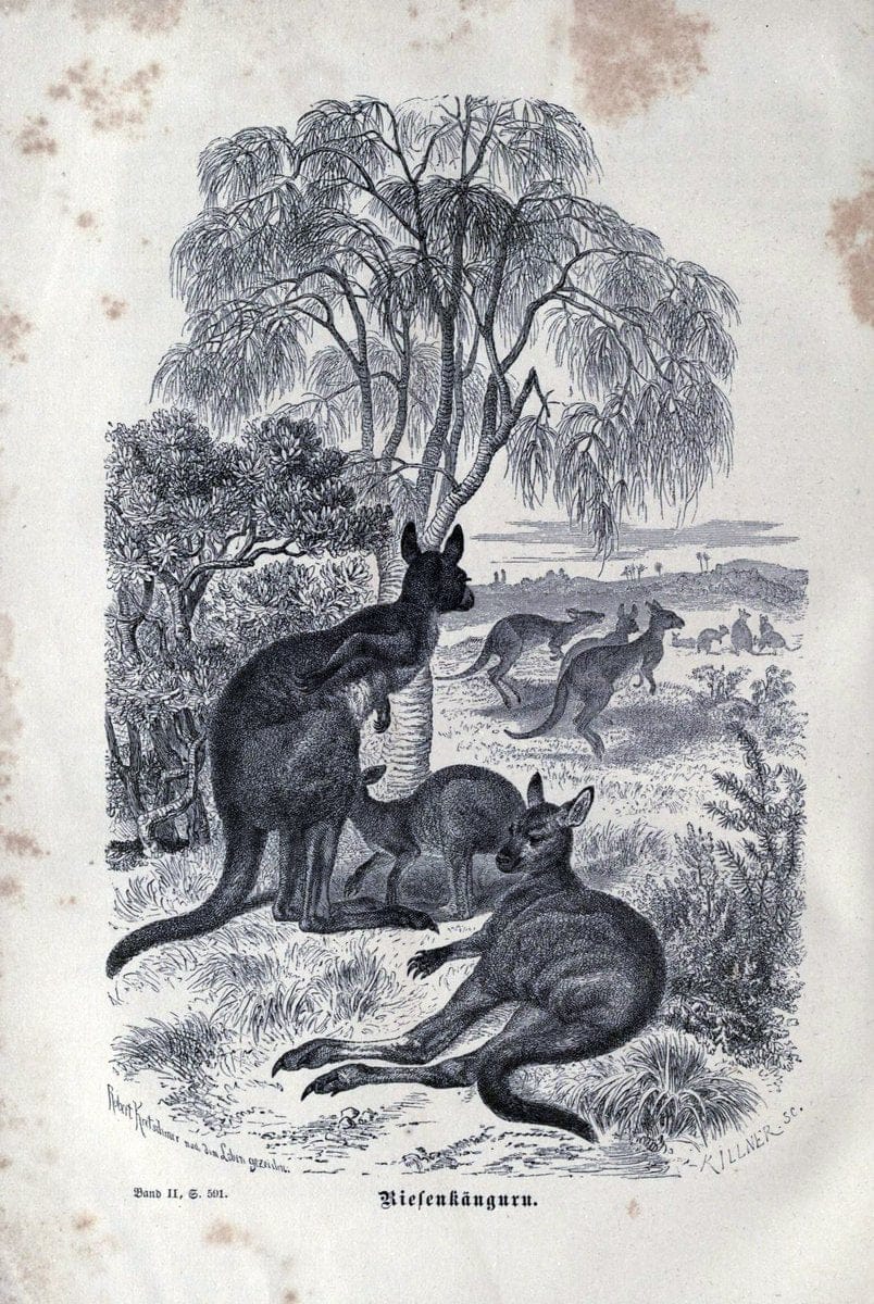 Brehms thierleben, allgemeine kunde des thierreichs. Leipzig :Verlag des Bibliographischen instituts,1876-1879.  | "Animal behavior" Zoology  | Vintage Print Reproduction 463331