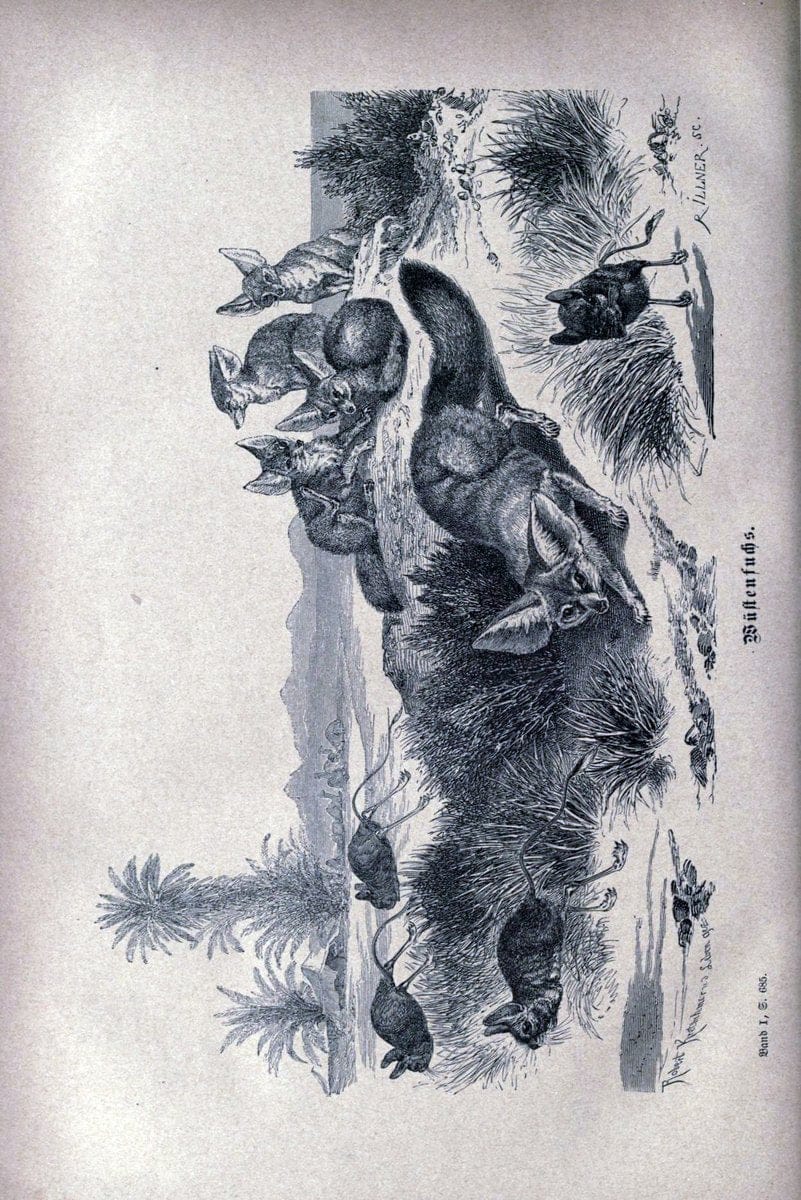 Brehms thierleben, allgemeine kunde des thierreichs. Leipzig :Verlag des Bibliographischen instituts,1876-1879.  | "Animal behavior" Zoology  | Vintage Print Reproduction 463332