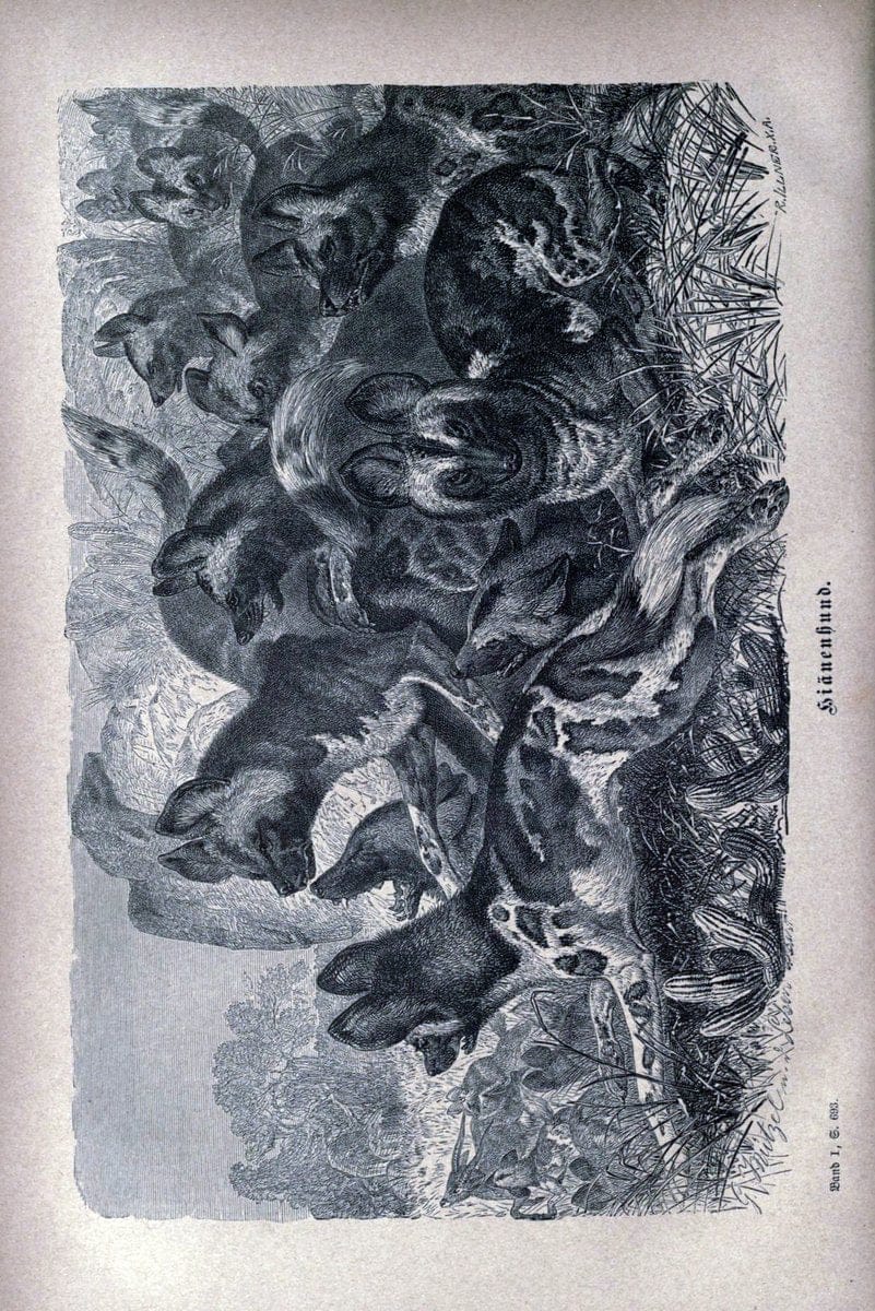 Brehms thierleben, allgemeine kunde des thierreichs. Leipzig :Verlag des Bibliographischen instituts,1876-1879.  | "Animal behavior" Zoology  | Vintage Print Reproduction 463333