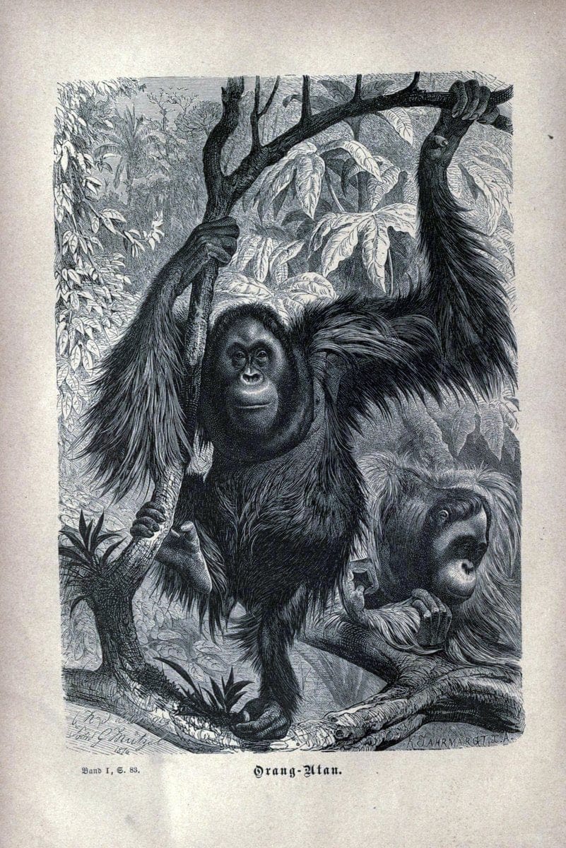 Brehms thierleben, allgemeine kunde des thierreichs..Leipzig :Verlag des Bibliographischen instituts,1876-1879.. |  | Vintage Print Reproduction 463334