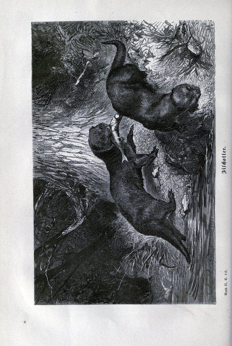 Brehms thierleben, allgemeine kunde des thierreichs..Leipzig :Verlag des Bibliographischen instituts,1876-1879.. |  | Vintage Print Reproduction 463335