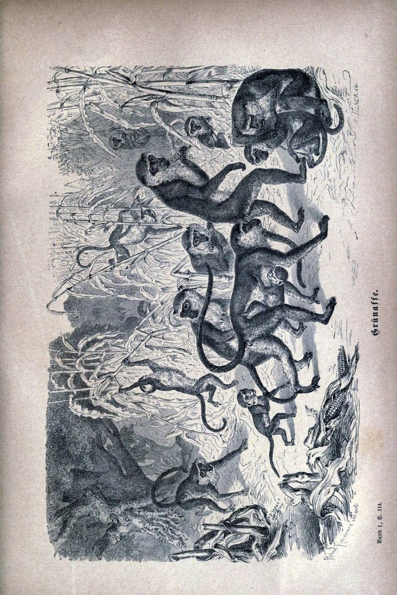 Brehms thierleben, allgemeine kunde des thierreichs..Leipzig :Verlag des Bibliographischen instituts,1876-1879.. |  | Vintage Print Reproduction 463336
