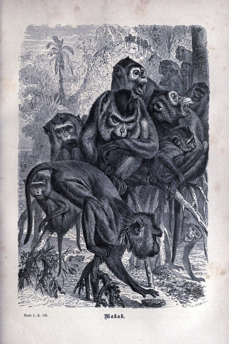 Brehms thierleben, allgemeine kunde des thierreichs..Leipzig :Verlag des Bibliographischen instituts,1876-1879.. |  | Vintage Print Reproduction 463337