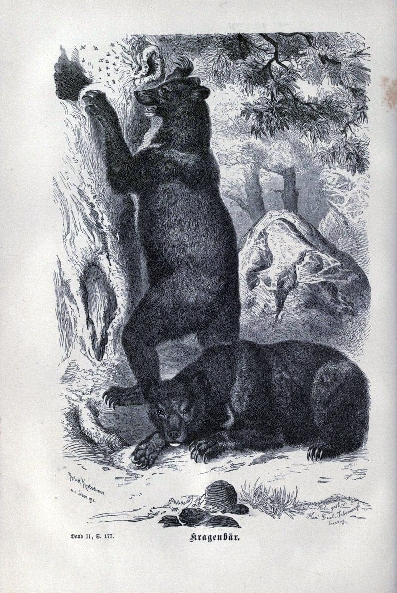 Brehms thierleben, allgemeine kunde des thierreichs..Leipzig :Verlag des Bibliographischen instituts,1876-1879.. |  | Vintage Print Reproduction 463338