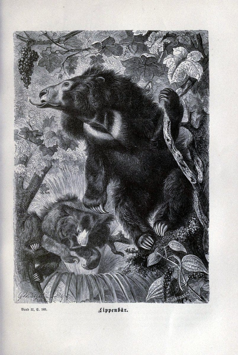 Brehms thierleben, allgemeine kunde des thierreichs..Leipzig :Verlag des Bibliographischen instituts,1876-1879.. |  | Vintage Print Reproduction 463339