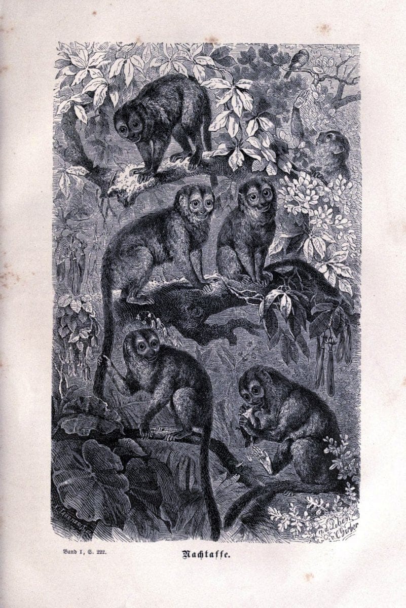 Brehms thierleben, allgemeine kunde des thierreichs..Leipzig :Verlag des Bibliographischen instituts,1876-1879.. |  | Vintage Print Reproduction 463341