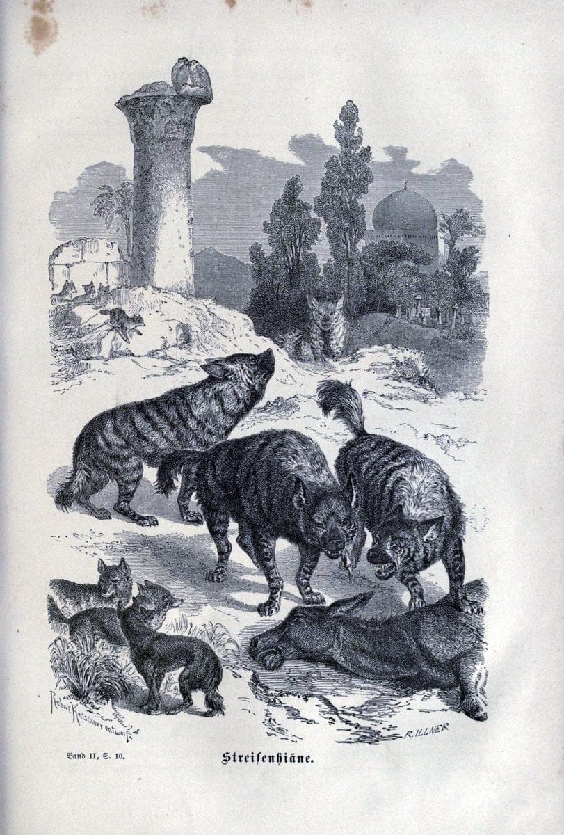 Brehms thierleben, allgemeine kunde des thierreichs..Leipzig :Verlag des Bibliographischen instituts,1876-1879.. |  | Vintage Print Reproduction 463342