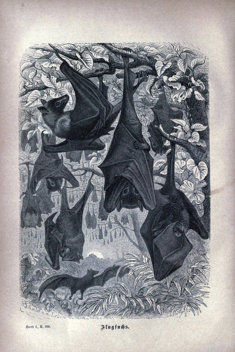 Brehms thierleben, allgemeine kunde des thierreichs..Leipzig :Verlag des Bibliographischen instituts,1876-1879.. |  | Vintage Print Reproduction 463344
