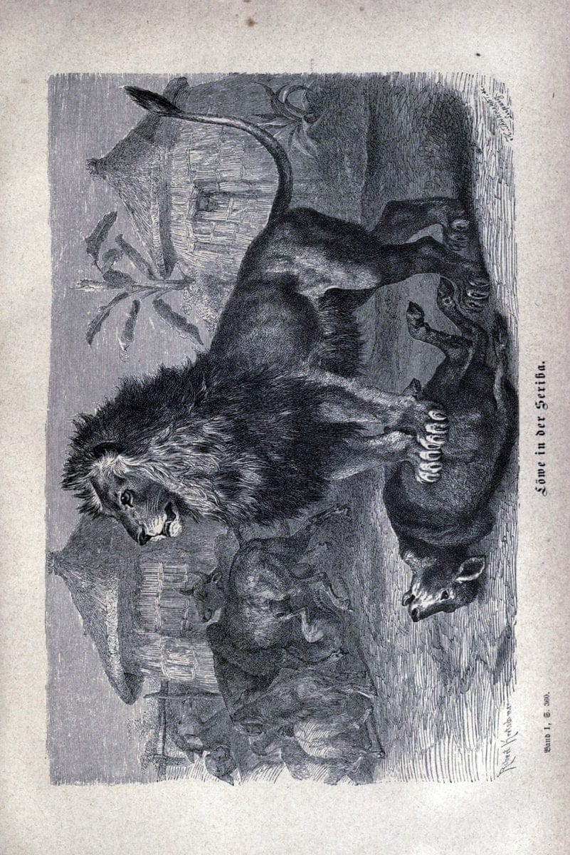 Brehms thierleben, allgemeine kunde des thierreichs..Leipzig :Verlag des Bibliographischen instituts,1876-1879.. |  | Vintage Print Reproduction 463345